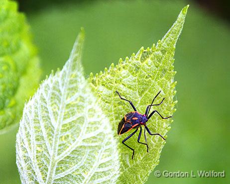 Bug On A Leaf_DSCF03149-52.jpg - Boxelder bug (Boisea trivittata) photographed at Smiths Falls, Ontario, Canada.